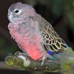 伯克氏鹦鹉-缩略图-7