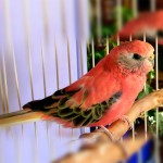 伯克氏鹦鹉-缩略图-9