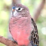 伯克氏鹦鹉-缩略图-10