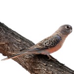 伯克氏鹦鹉-缩略图-11