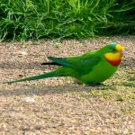 超级鹦鹉-缩略图-1