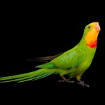 超级鹦鹉-缩略图-2