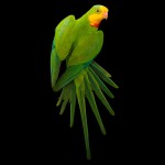 超级鹦鹉-缩略图-3