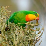 超级鹦鹉-缩略图-7