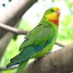 超级鹦鹉-缩略图-8