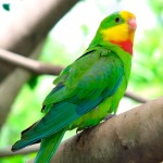 超级鹦鹉-缩略图-9