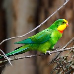 超级鹦鹉-缩略图-10