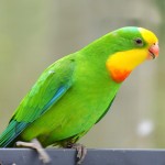 超级鹦鹉-缩略图-11