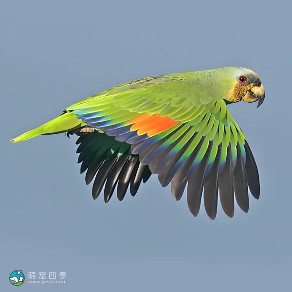 橙翅亚马逊鹦鹉-2