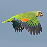 橙翅亚马逊鹦鹉-缩略图-2