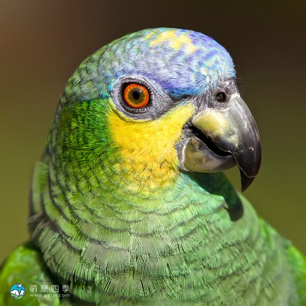 橙翅亚马逊鹦鹉-3