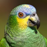 橙翅亚马逊鹦鹉-缩略图-3