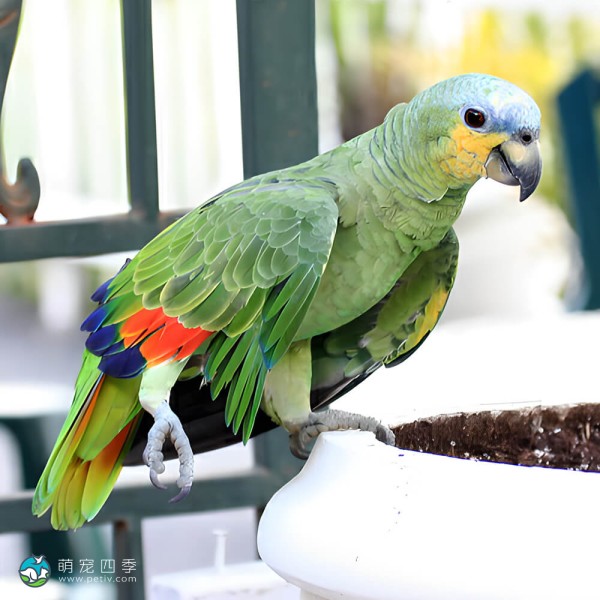 橙翅亚马逊鹦鹉-4