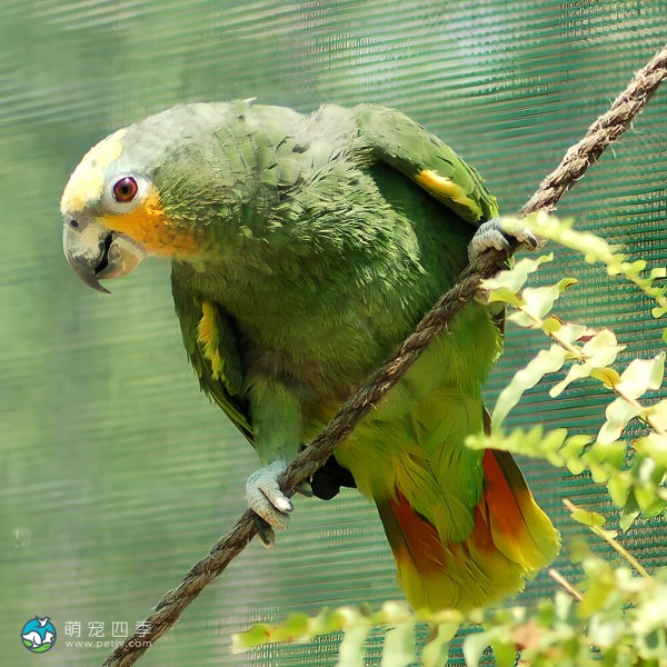 橙翅亚马逊鹦鹉-5