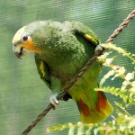 橙翅亚马逊鹦鹉-缩略图-5