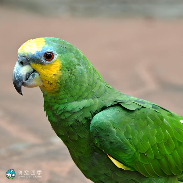 橙翅亚马逊鹦鹉-6