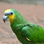 橙翅亚马逊鹦鹉-缩略图-6