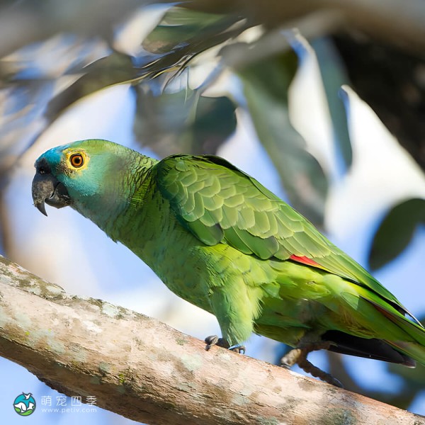 橙翅亚马逊鹦鹉-7