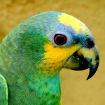 橙翅亚马逊鹦鹉-缩略图-8