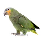 橙翅亚马逊鹦鹉-缩略图-9