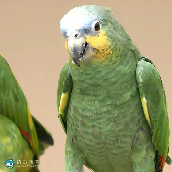 橙翅亚马逊鹦鹉-10