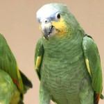 橙翅亚马逊鹦鹉-缩略图-10