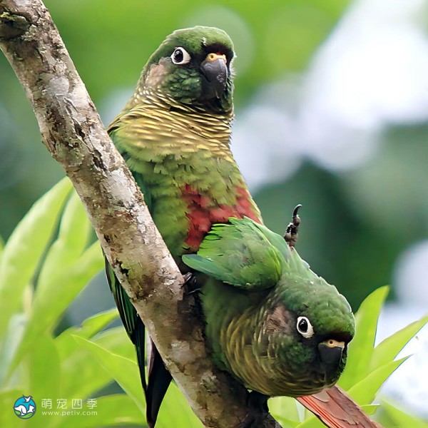 赤褐腹锥尾鹦鹉-1