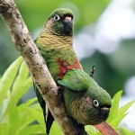 赤褐腹锥尾鹦鹉-缩略图-1