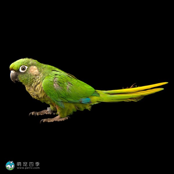 赤褐腹锥尾鹦鹉-2