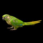 赤褐腹锥尾鹦鹉-缩略图-2