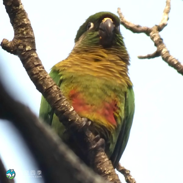 赤褐腹锥尾鹦鹉-3