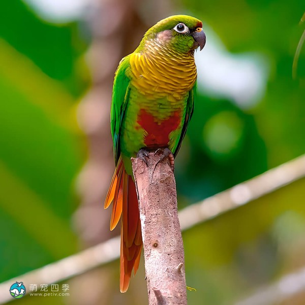 赤褐腹锥尾鹦鹉-4