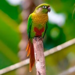 赤褐腹锥尾鹦鹉-缩略图-4