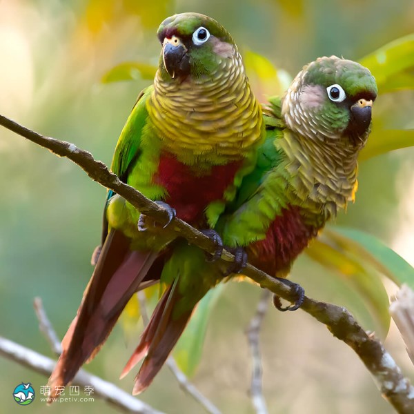 赤褐腹锥尾鹦鹉-5