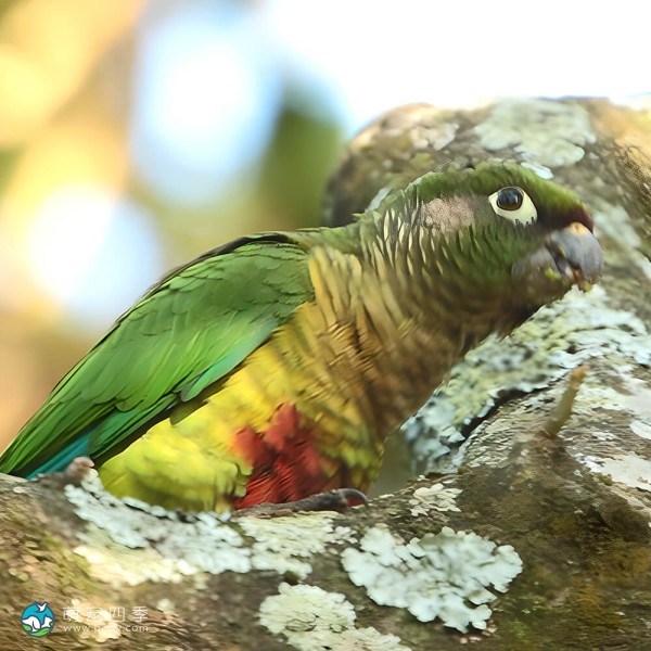 赤褐腹锥尾鹦鹉-6