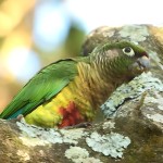 赤褐腹锥尾鹦鹉-缩略图-6