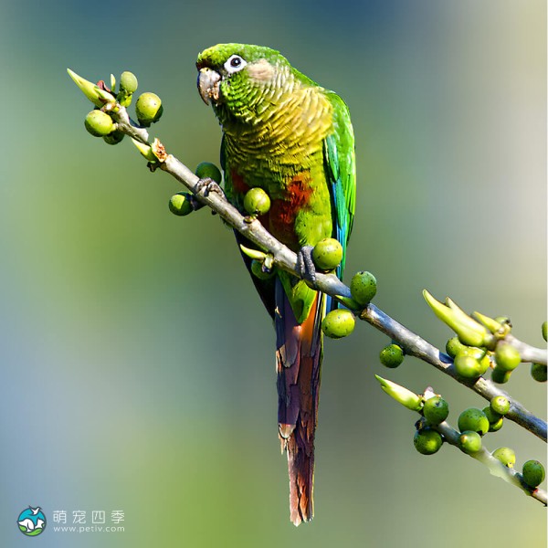 赤褐腹锥尾鹦鹉-7