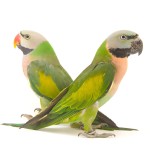 大绯胸鹦鹉-缩略图-1