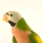 大绯胸鹦鹉-缩略图-2