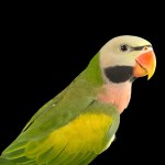 大绯胸鹦鹉-缩略图-4