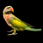 大绯胸鹦鹉-缩略图-7