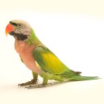 大绯胸鹦鹉-缩略图-8