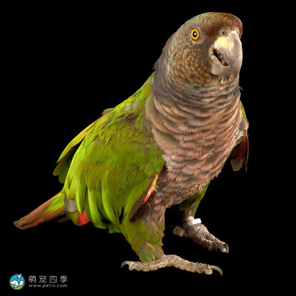 帝王亚马逊鹦鹉-1