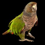 帝王亚马逊鹦鹉-缩略图-1