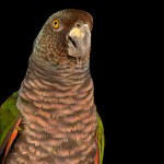 帝王亚马逊鹦鹉-缩略图-2