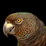 帝王亚马逊鹦鹉-缩略图-3