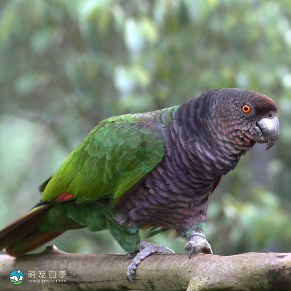 帝王亚马逊鹦鹉-4