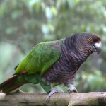 帝王亚马逊鹦鹉-缩略图-4