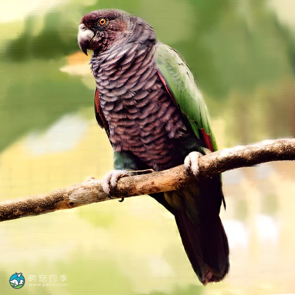帝王亚马逊鹦鹉-5