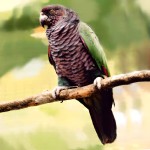 帝王亚马逊鹦鹉-缩略图-5